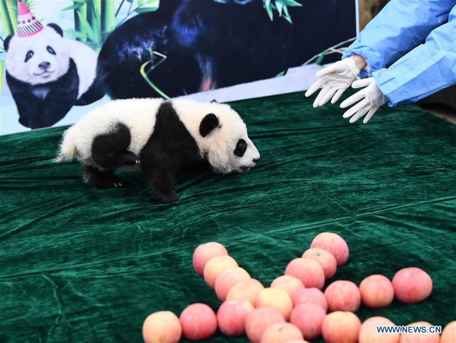 Tres cachorros de panda realizan su primera aparición pública en Xi'an