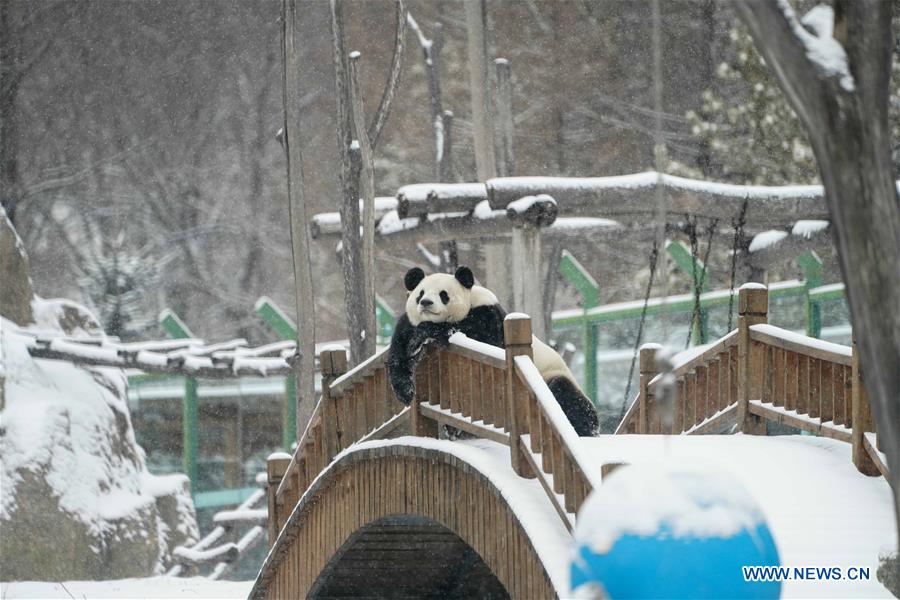 Un panda gigante disfruta de la nieve en Heilongjiang de China