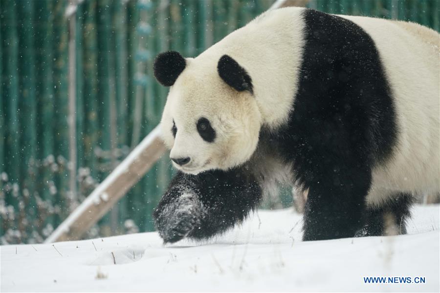 Un panda gigante disfruta de la nieve en Heilongjiang de China