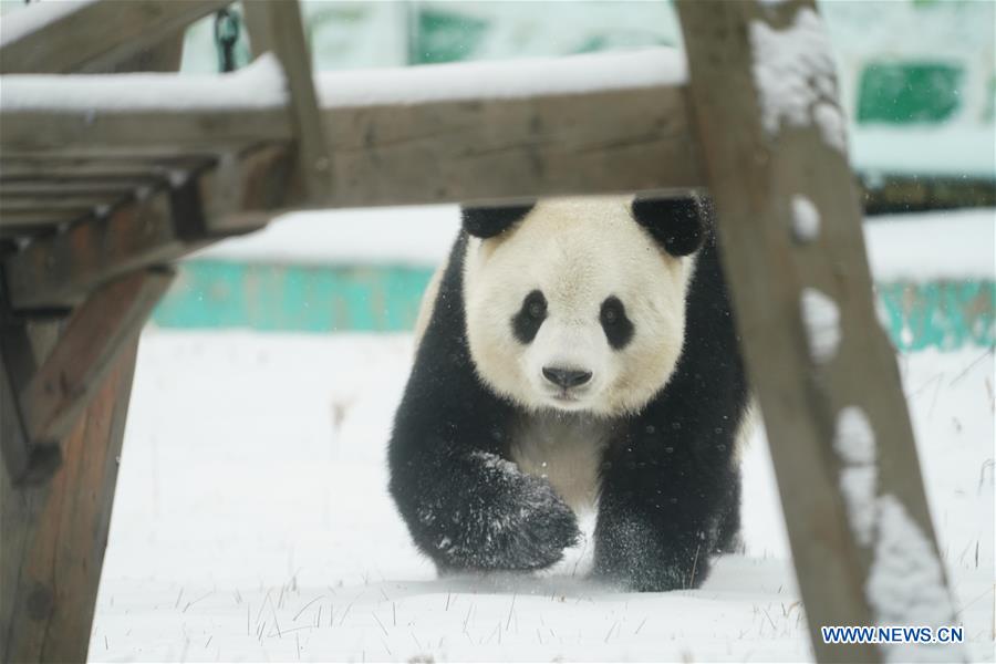 Un panda gigante disfruta de la nieve en Heilongjiang de China