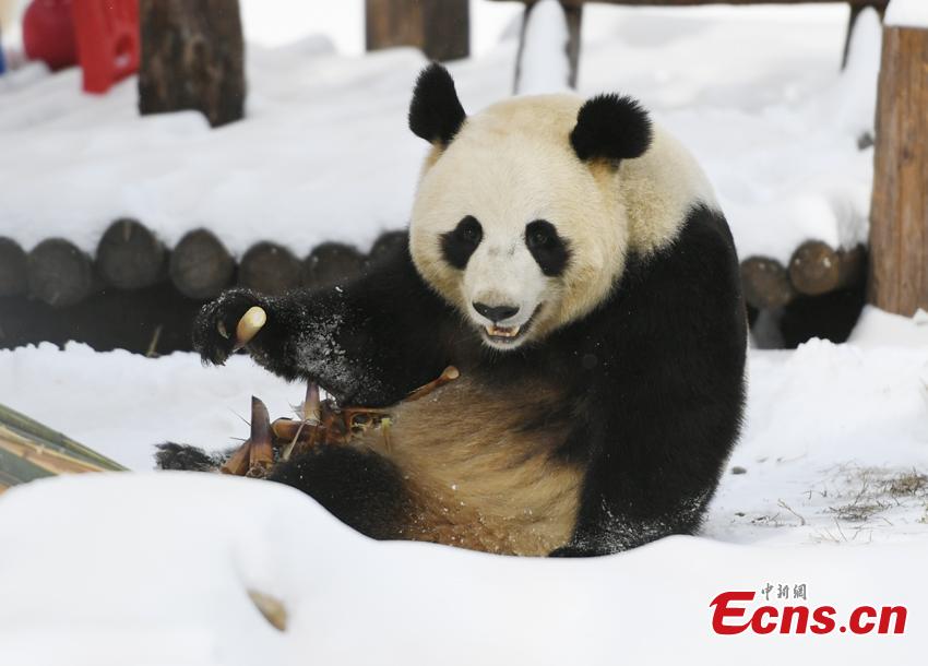 Mu Yun, un panda gigante chino, disfruta de los brotes de bambú en el Parque Zoológico del Tigre Siberiano, en Changchun, el 18 de noviembre del 2019. Mu Yun y Chu Xin, otro panda que vive en el mismo zoológico, proceden de la Base Dujiangyan del Centro de Conservación e Investigación para los Pandas Gigantes de China. (Foto: China News Service / Zhang Yao)