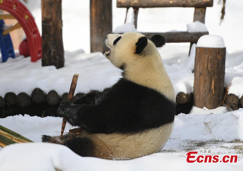 Mu Yun, un panda gigante chino, disfruta de los brotes de bambú en el Parque Zoológico del Tigre Siberiano, en Changchun, el 18 de noviembre del 2019. Mu Yun y Chu Xin, otro panda que vive en el mismo zoológico, proceden de la Base Dujiangyan del Centro de Conservación e Investigación para los Pandas Gigantes de China. (Foto: China News Service / Zhang Yao)