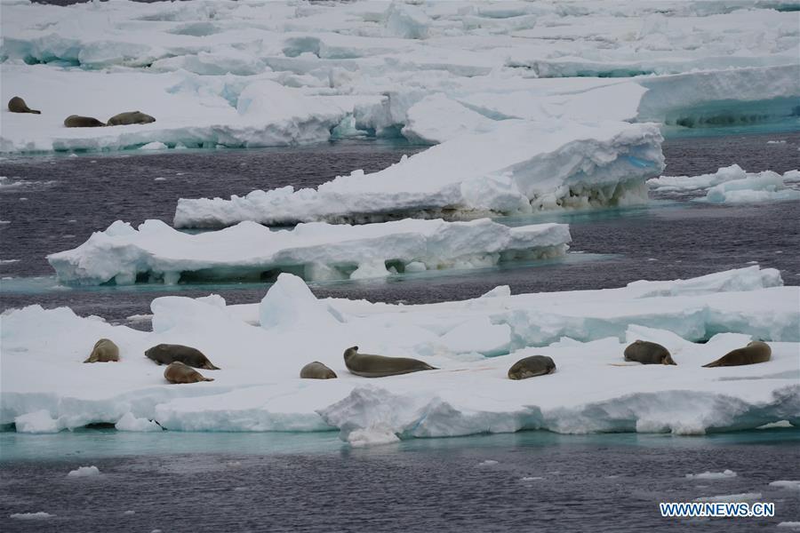 Focas cerca del Xuelong Ⅱ (Dragón de Nieve Ⅱ), el rompehielos polar de China que surca el Océano Austral. 