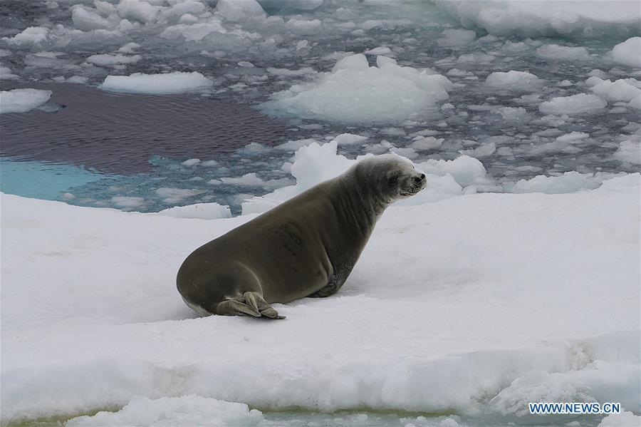 Focas cerca del Xuelong Ⅱ (Dragón de Nieve Ⅱ), el rompehielos polar de China que surca el Océano Austral. 