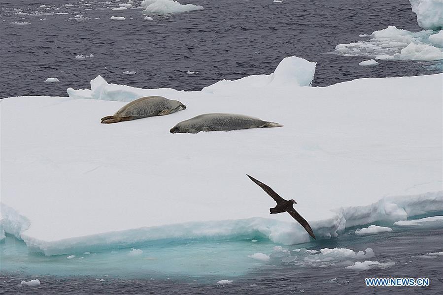 Focas cerca del Xuelong Ⅱ (Dragón de Nieve Ⅱ), el rompehielos polar de China que surca el Océano Austral. 