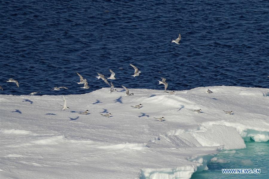 Aves marinas cerca del Xuelong Ⅱ (Dragón de Nieve Ⅱ), el rompehielos polar de China que surca el Océano Austral. 