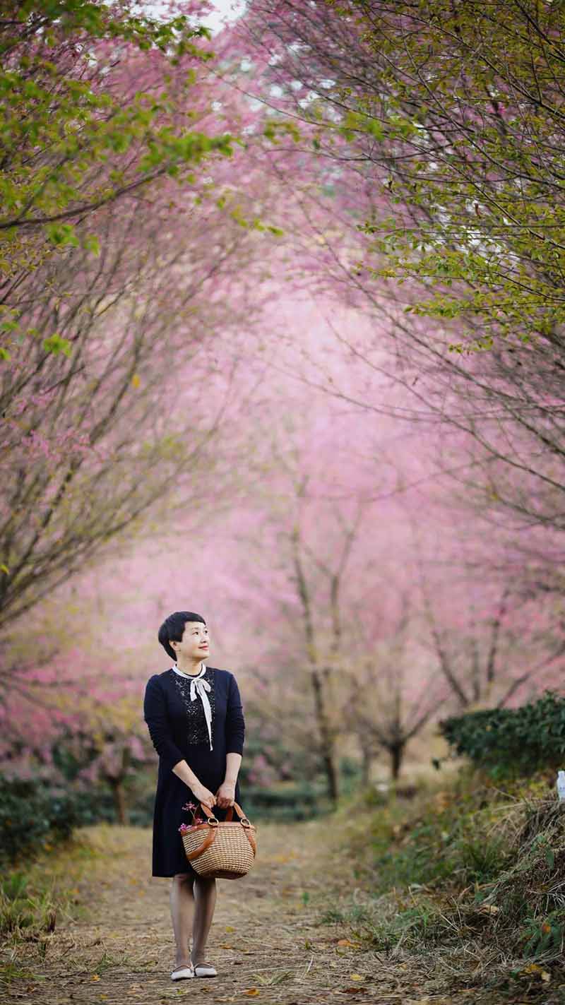 Un visitante disfruta de los cerezos en flor en una plantación de té en la ciudad de Xingyi, provincia de Guizhou, suroeste de China. [Foto de Wu Jianming y Tang Jinxiang / proporcionada a chinadaily.com.cn]