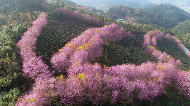 Una fotografía aérea ofrece una vista de los cerezos en flor con forma de boa emplumada sobre una ladera de la monta?a en la ciudad de Xingyi, provincia de Guizhou, suroeste de China. [Foto de Wu Jianming y Tang Jinxiang / proporcionada a chinadaily.com.cn]