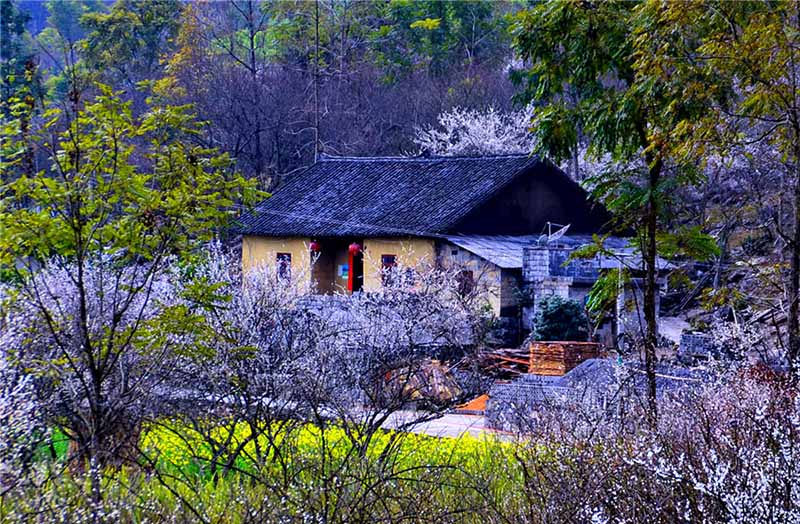 Ciruelos en flor embellecen el condado Libo, provincia de Guizhou. [Foto: Yao Xiandun/ Chinadaily]