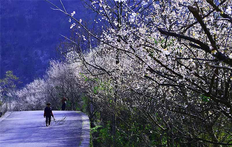 Flores de ciruela florecen en el condado Libo, provincia de Guizhou. [Foto: Yao Xiandun/ Chinadaily]