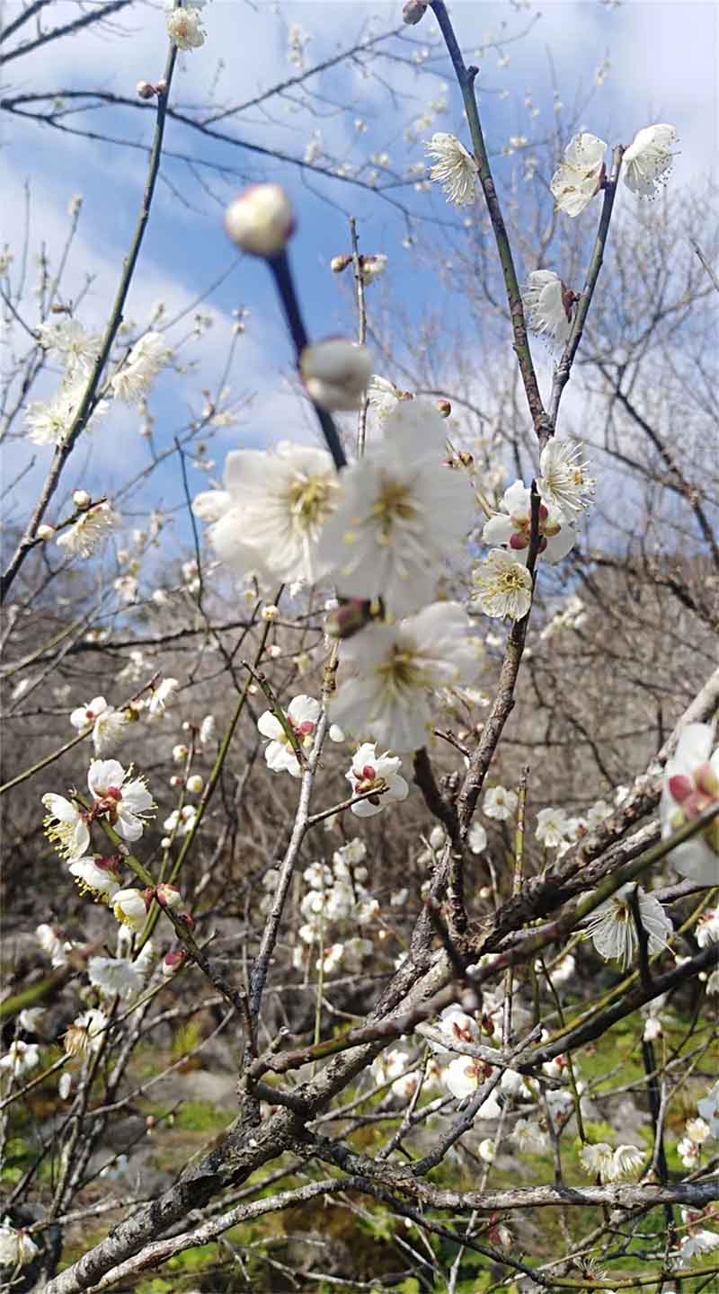 Ciruelos en flor embellecen el condado Libo, provincia de Guizhou. [Foto: Yao Xiandun/ Chinadaily]