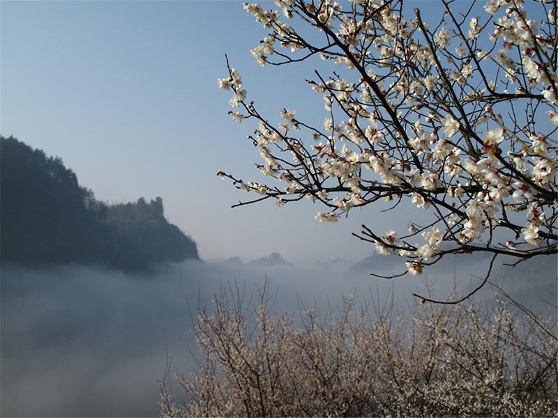 Ciruelos en flor embellecen el condado Libo, provincia de Guizhou. [Foto: Yao Xiandun/ Chinadaily]