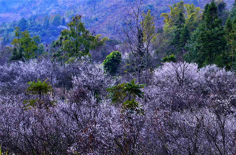 Ciruelos en flor embellecen el condado Libo, provincia de Guizhou. [Foto: Yao Xiandun/ Chinadaily]