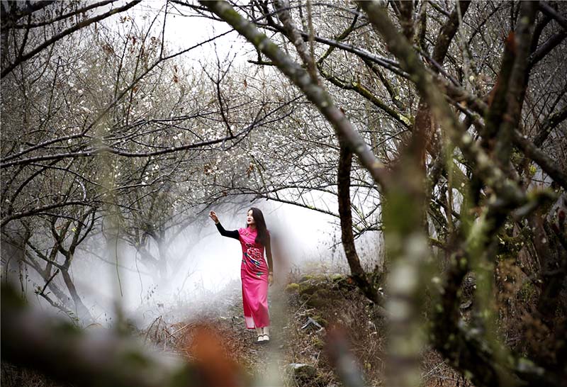 Ciruelos en flor embellecen el condado Libo, provincia de Guizhou. [Foto: Yao Xiandun/ Chinadaily]