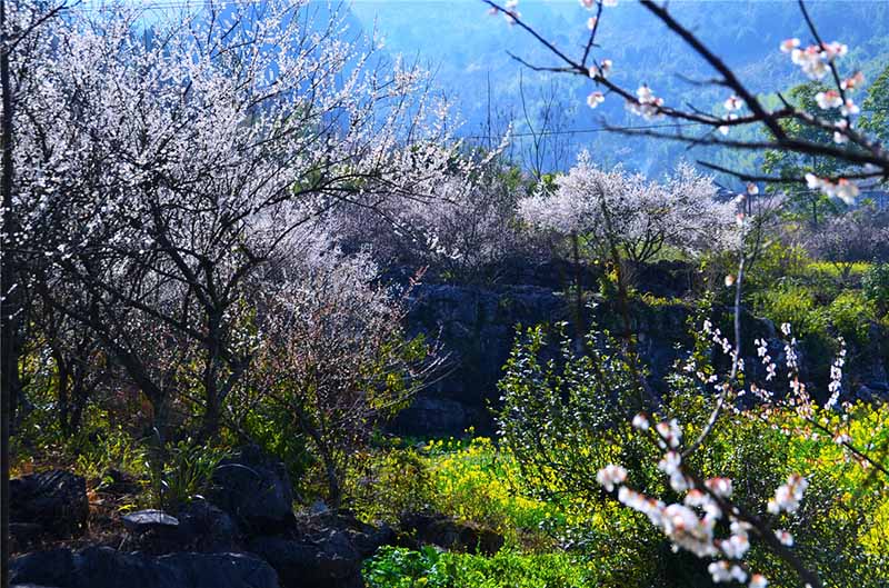 Ciruelos en flor embellecen el condado Libo, provincia de Guizhou. [Foto: Yao Xiandun/ Chinadaily]