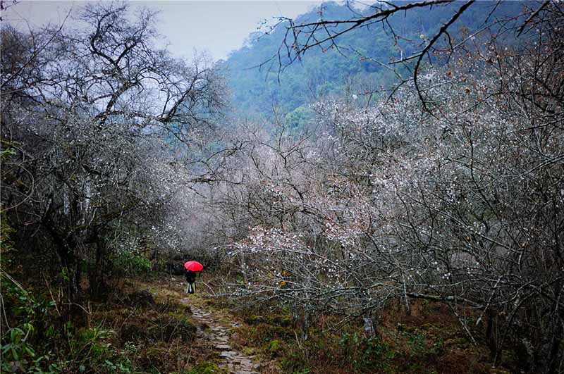 Ciruelos en flor embellecen el condado Libo, provincia de Guizhou. [Foto: Yao Xiandun/ Chinadaily]