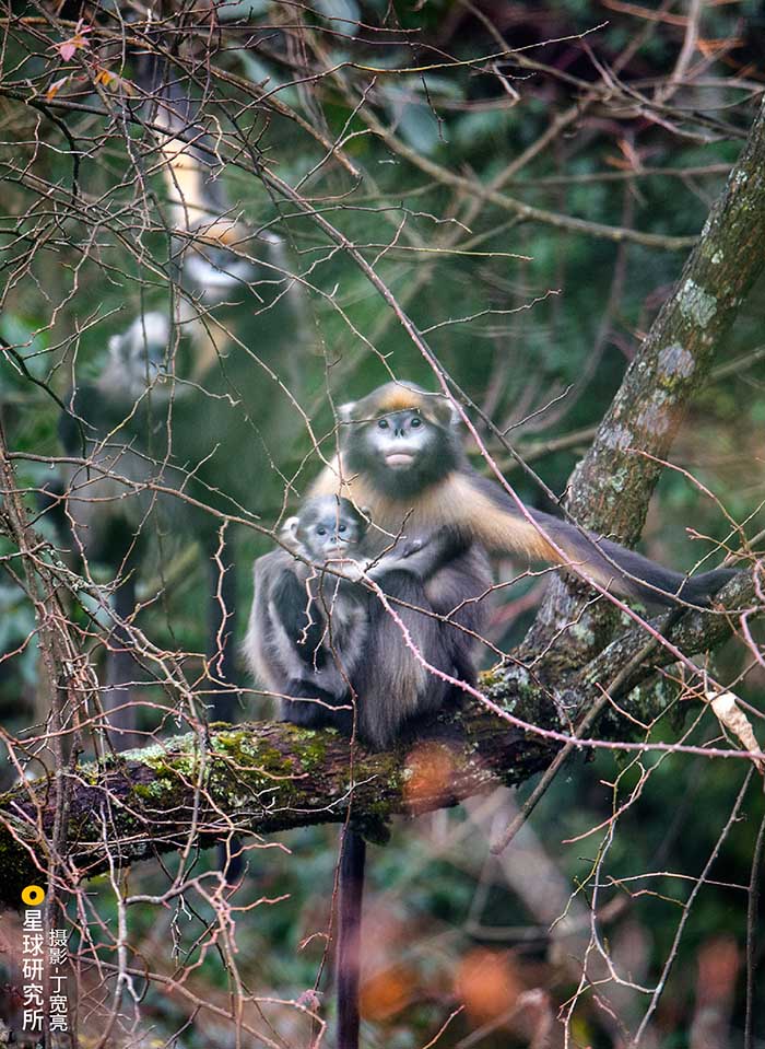 Monta?a Fanjing: una "isla aislada" con su diversidad de flora y fauna