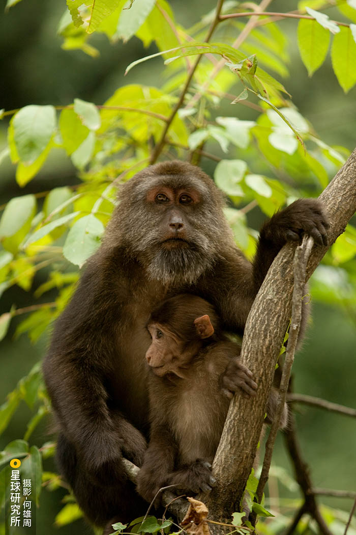 Monta?a Fanjing: una "isla aislada" con su diversidad de flora y fauna