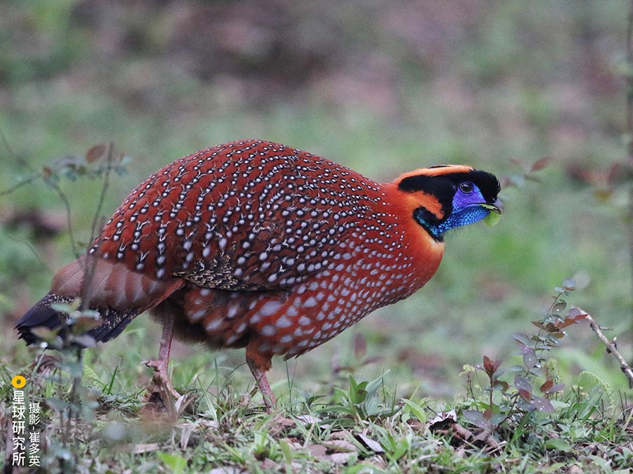 Monta?a Fanjing: una "isla aislada" con su diversidad de flora y fauna