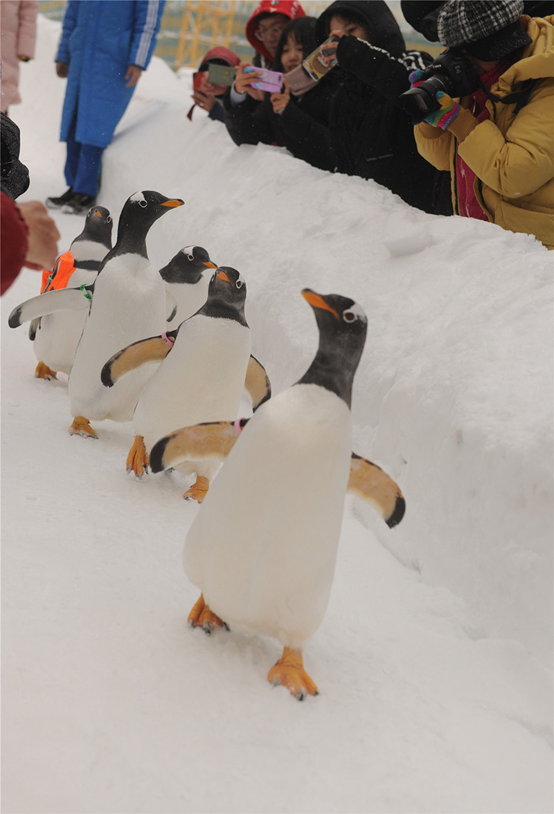 Pingüinos antárticos caminan por el Pasillo de las Nieves para ir a saludar a los visitantes de del Parque Polar de Harbin, Heilongjiang, 7 de enero del 2020. (Fotos: Guo Shuling/Chinadaily.com.cn)