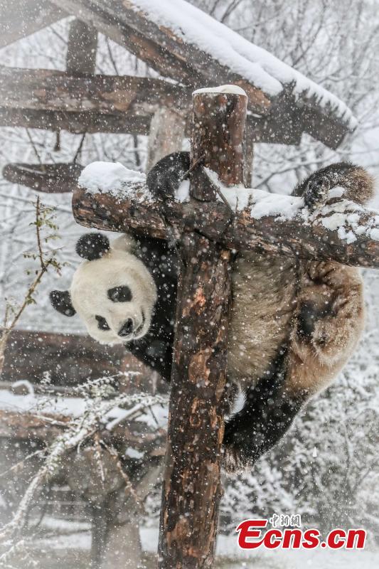 Pandas de Jinan disfrutan la primera nevada de la temporada