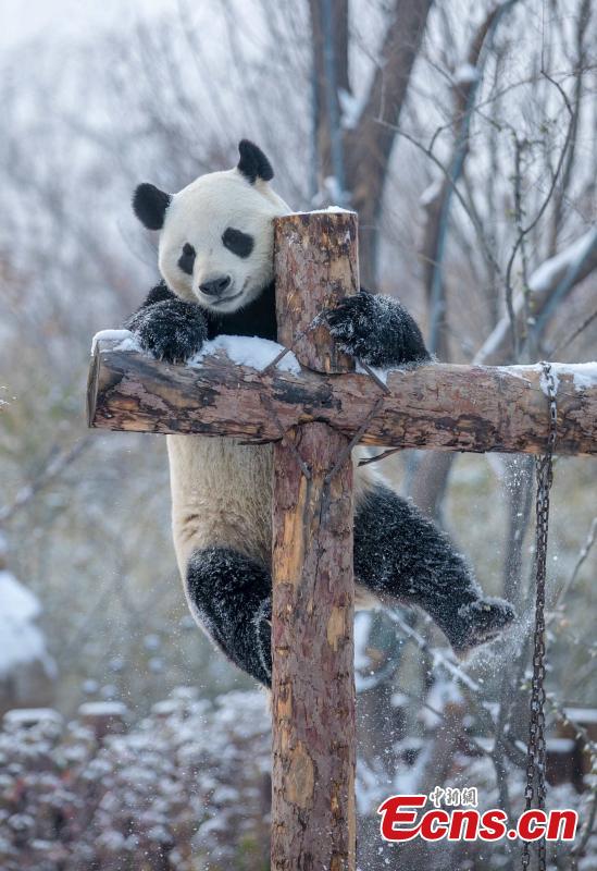 Pandas de Jinan disfrutan la primera nevada de la temporada