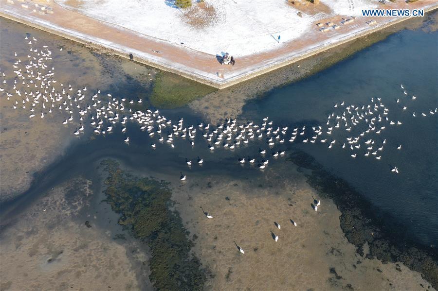 Los cisnes cantores pasan el invierno en la reserva natural de la ciudad de Rongcheng, en Shandong, China