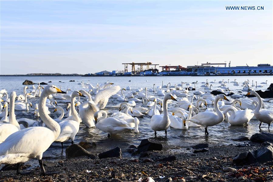 Los cisnes cantores pasan el invierno en la reserva natural de la ciudad de Rongcheng, en Shandong, China