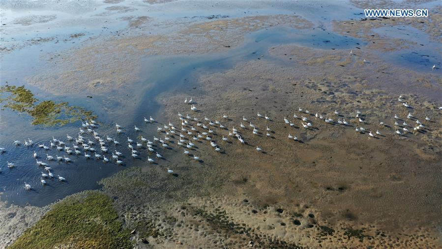 Los cisnes cantores pasan el invierno en la reserva natural de la ciudad de Rongcheng, en Shandong, China