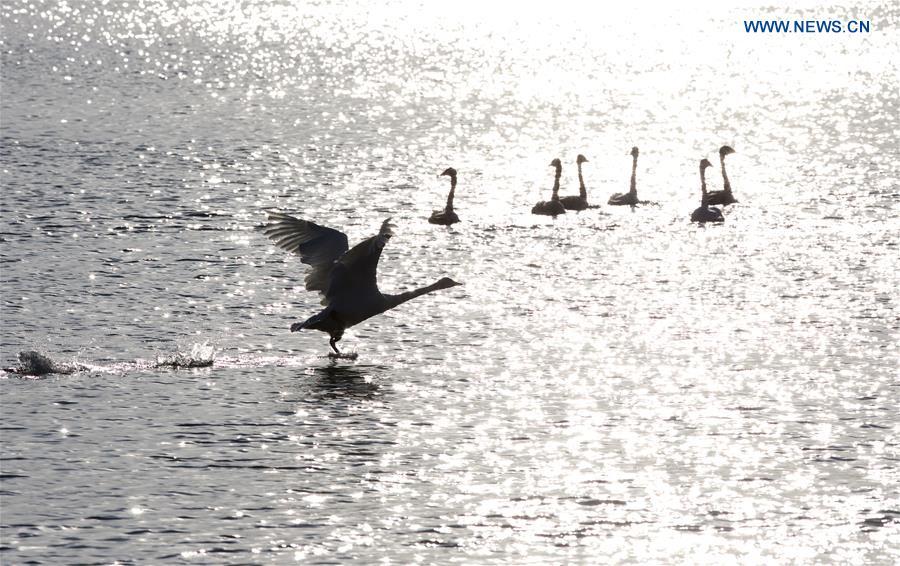 Los cisnes cantores pasan el invierno en la reserva natural de la ciudad de Rongcheng, en Shandong, China