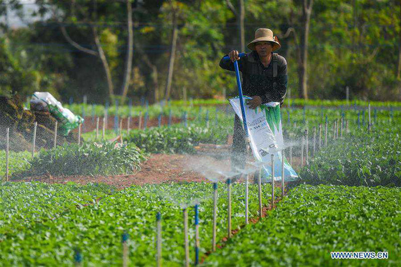 Un agricultor irriga vegetales en la base de Shapo, en Haikou, provincia de Hainan, 25 de febrero del 2020. (Foto: Xinhua / Pu Xiaoxu)