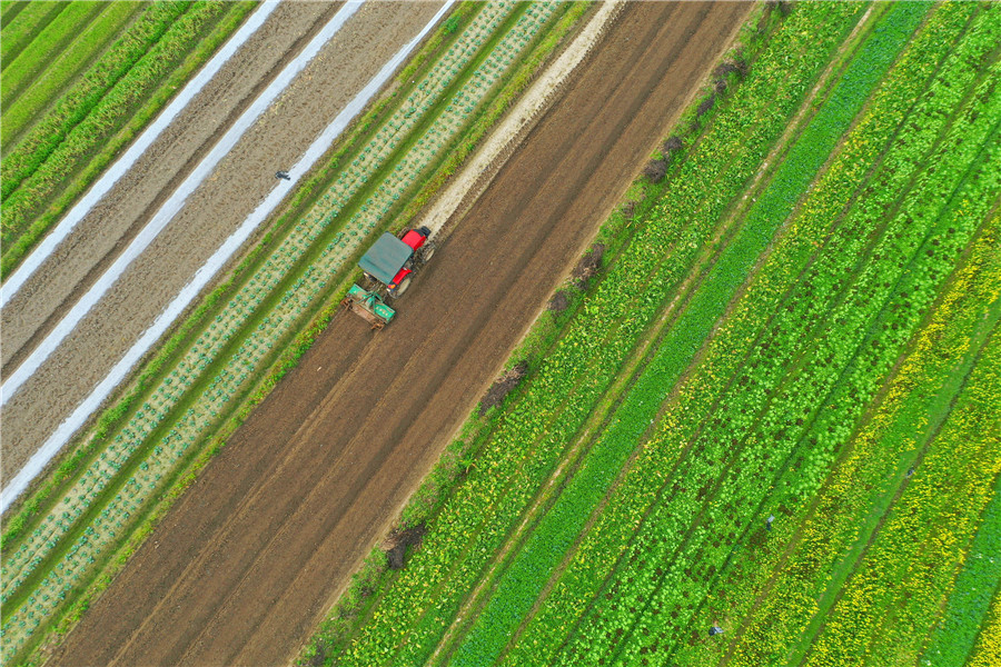 Los agricultores trabajan en Mangtouzhai, condado de Daoxian. (Foto: Hong Fu/ China Daily)