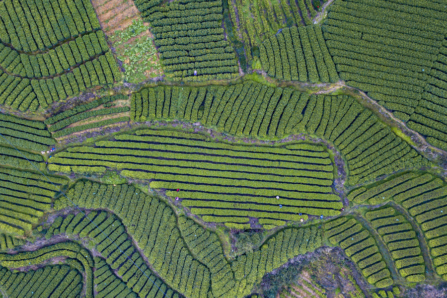 Los agricultores recolectan hojas de té en la aldea Aikou, Jishou, prefectura autónoma de Tujia y Miao, Xiangxi, provincia de Hunan. [Foto: proporcionada a chinadaily] 