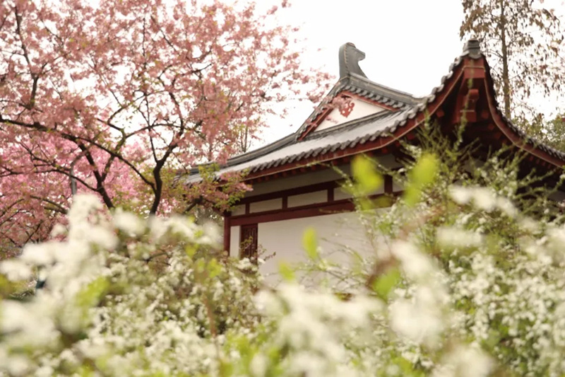 Florecen los cerezos en el lago Este de Wuhan