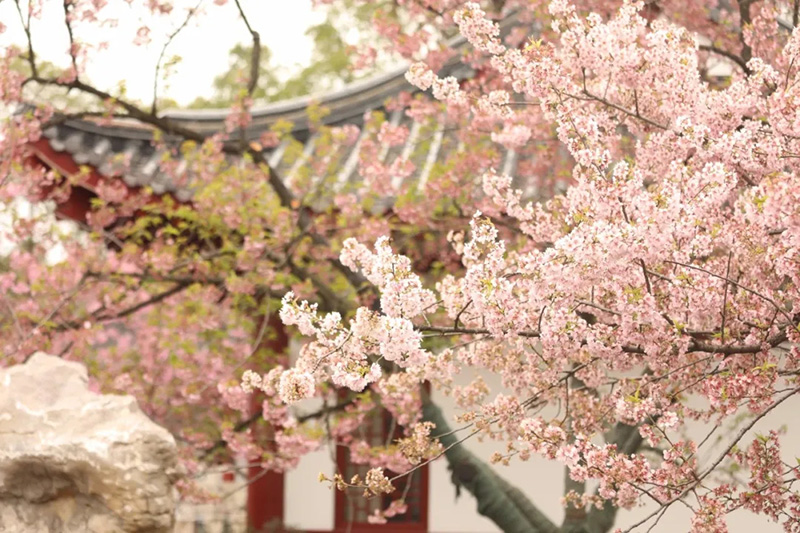 Florecen los cerezos en el lago Este de Wuhan