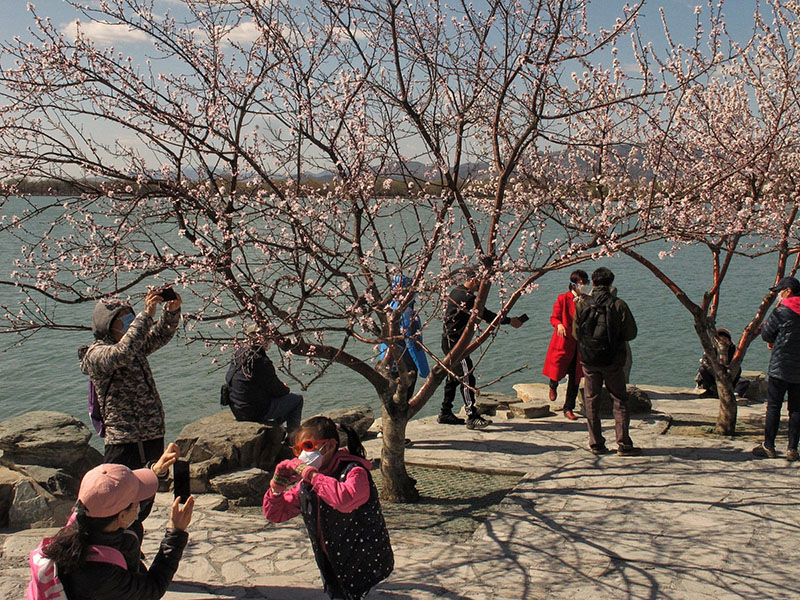 Protegidos por máscaras, los visitantes toman fotos de los árboles de melocotón de monta?a, ubicados cerca del Pabellón Zhichun del Palacio de Verano de Beijing, 15 de marzo del 2020. [Foto: Jiang Dong/ Chinadaily] 