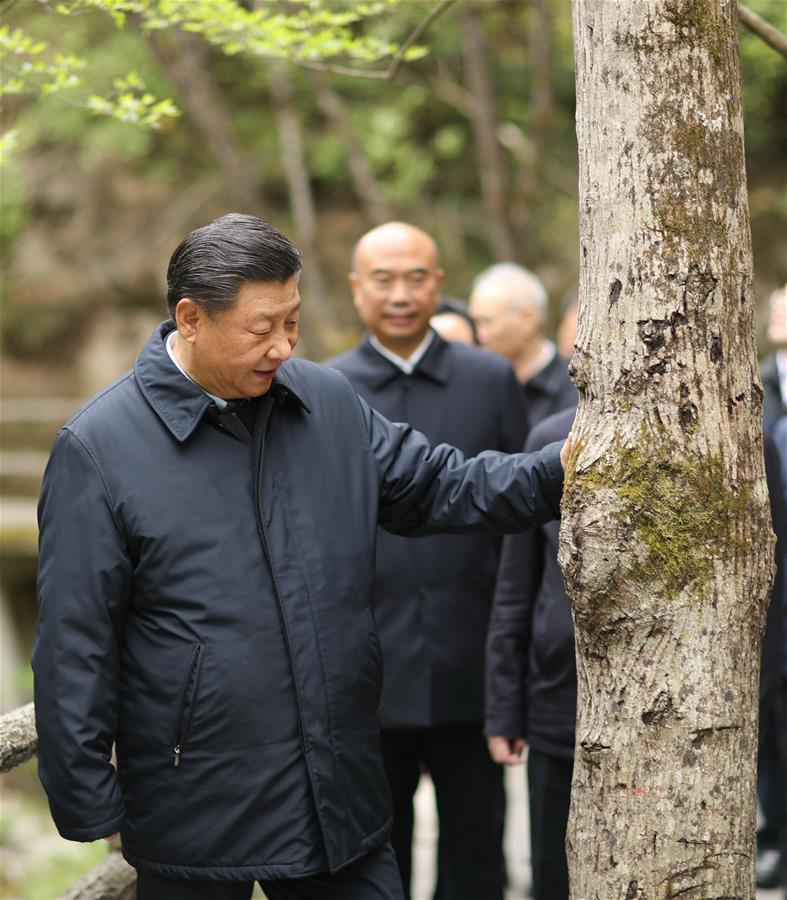 SHANGLUO, 20 abril, 2020 (Xinhua) -- El presidente chino, Xi Jinping, también secretario general del Comité Central del Partido Comunista de China y presidente de la Comisión Militar Central, inspecciona la conservación ecológica de las Monta?as Qinling en la Reserva Natural Nacional de Niubeiliang en el distrito de Zhashui, en la ciudad de Shangluo, en la provincia de Shaanxi, en el noroeste de China, el 20 de abril de 2020. (Xinhua/Ju Peng)