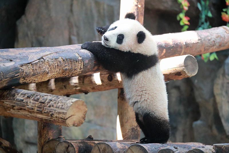 Un cachorro de panda gigante de seis meses de edad en el Parque de Animales Salvajes de Shanghai en la Nueva área de Pudong. [Foto proporcionada a China Daily]