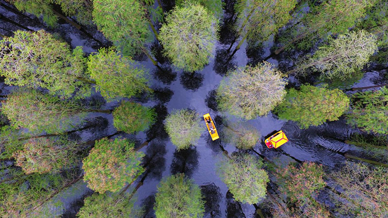 Los turistas viajan en bote por el bosque acuático del parque del Lago Luyang, en la ciudad de Yangzhou, provincia de Jiangsu, el 1 de mayo. (Foto: Meng Delong/ vip.people.com.cn)