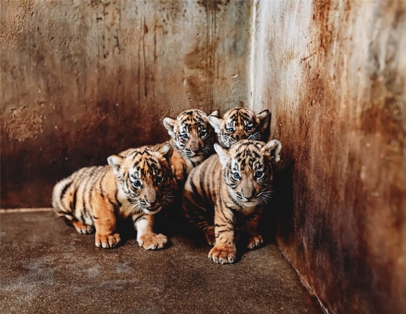 Cuatrillizos en el Zoológico de Shanghai. [Foto: proporcionada a Chinadaily]