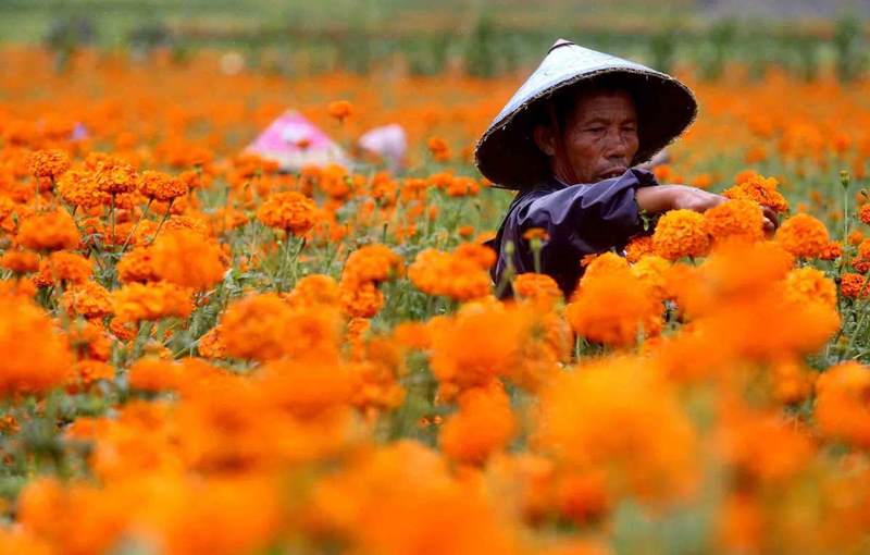 Agricultor cosecha caléndulas africanas en un campo del municipio Jietou, Tengchong, 17 de agosto del 2020. (Foto: Zhang Wei/ China Daily)