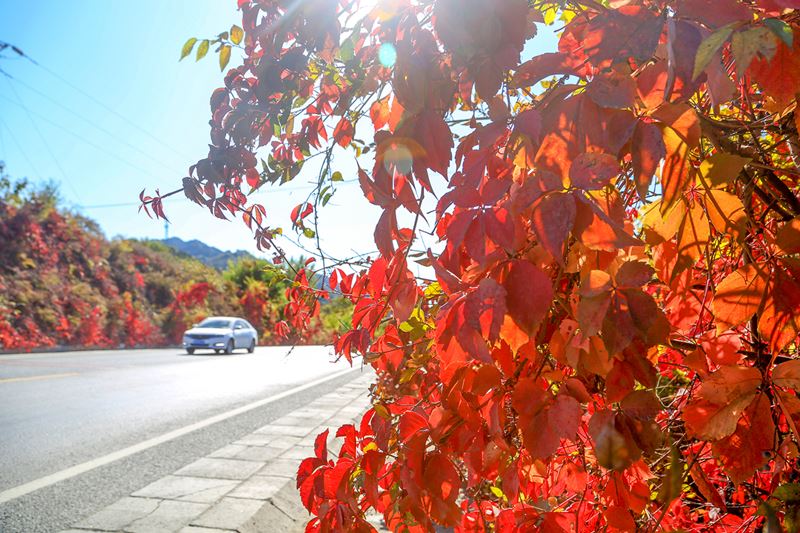 Colores cambiantes del oto?o en Beijing. [Foto: He Jianyong/ Chinadaily]