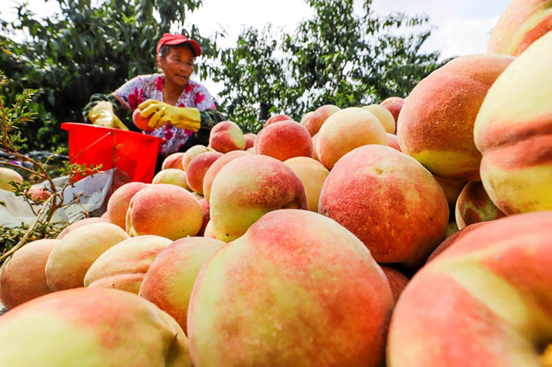 Campesinos cosechan melocotones en Dongjiuzhai, ciudad de Zunhua, provincia de Hebei, 24 de septiembre del 2020.  (Foto: Liu Mancang / Pueblo en Línea)