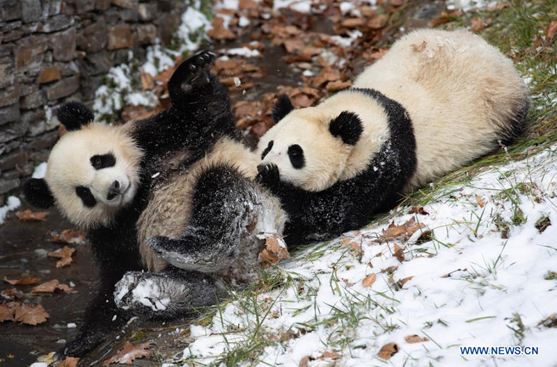 Pandas gigantes juegan después una nevada en la Reserva Natural Nacional de Wolong