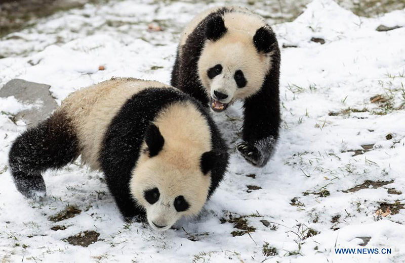 Pandas gigantes juegan después una nevada en la Reserva Natural Nacional de Wolong