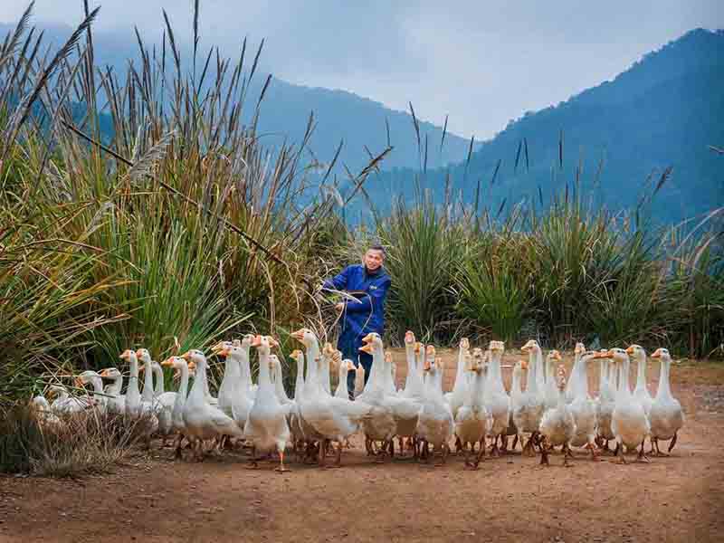 Un residente rural cuida a sus gansos en una base industrial para el alivio de la pobreza en la aldea de Hanjiang, condado Yongxin de la provincia de Jiangxi, en el este de China, el 11 de diciembre de 2020 (Foto de Zhu Guozhao / Pueblo en Línea)