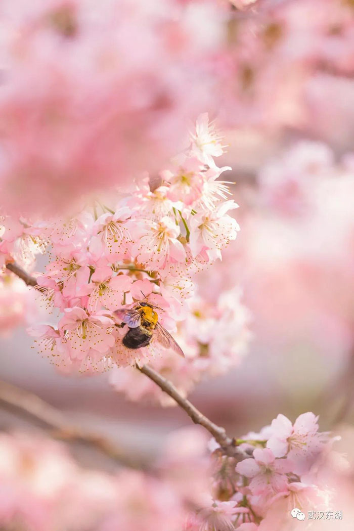 Con el calor de la primavera florecen los cerezos en Wuhan