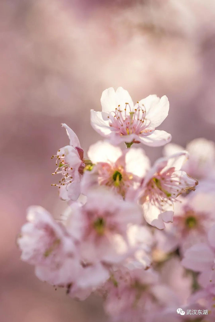 Con el calor de la primavera florecen los cerezos en Wuhan