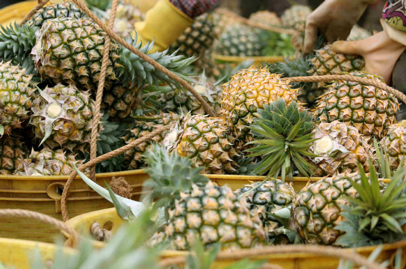 Las plantaciones de pi?a en Xuwen generan cerca de 700.000 toneladas al a?o. [Foto: Zheng Erqi/ China Daily]