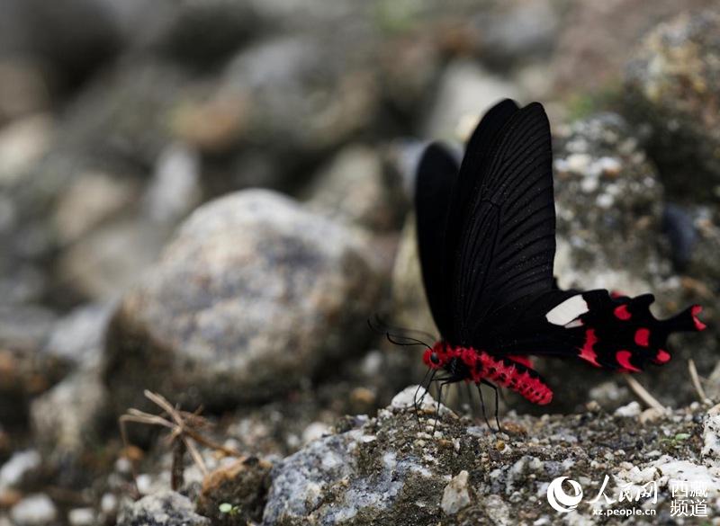 Mariposas tibetanas: bailarinas de la naturaleza